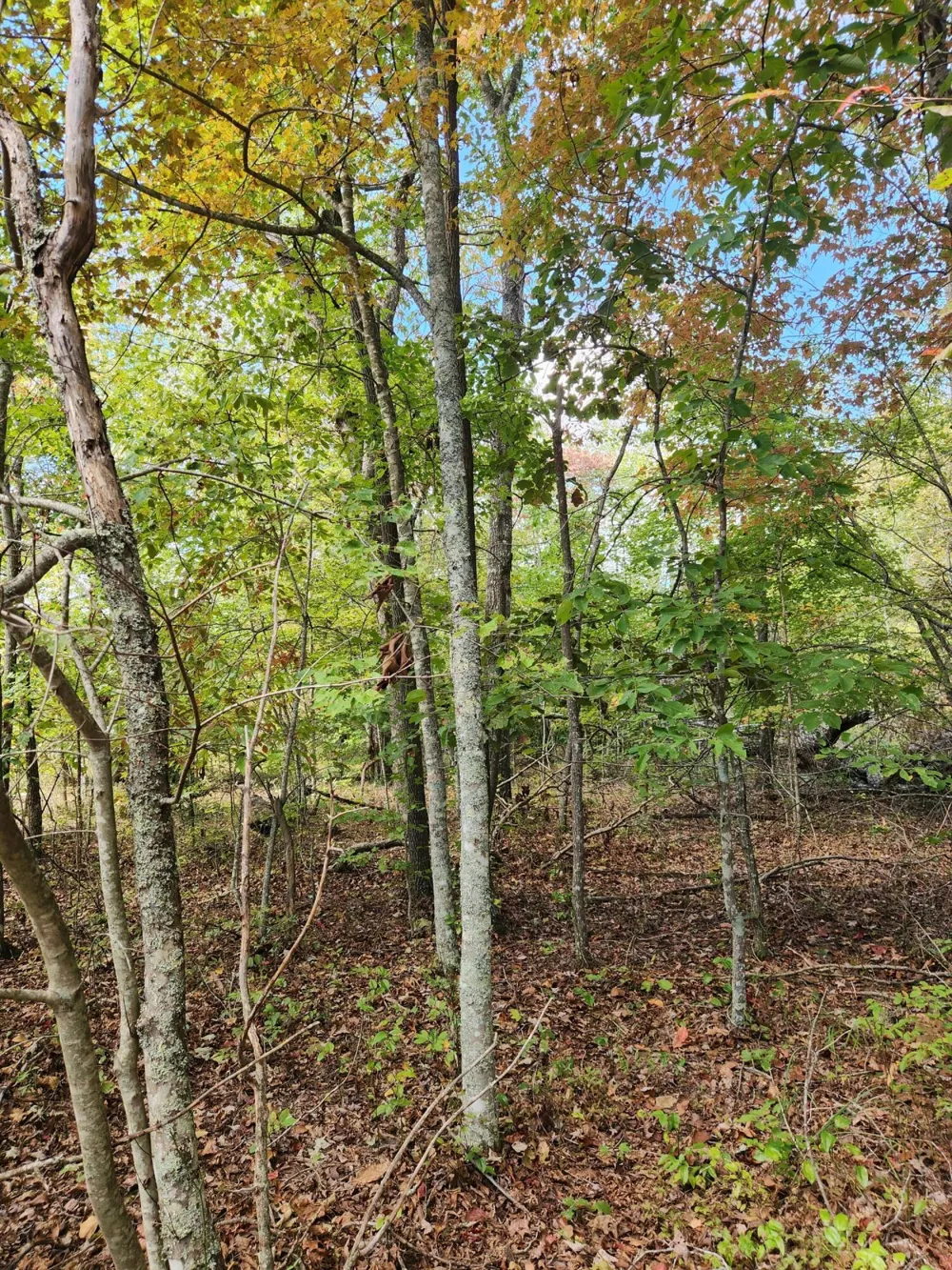 Deer Run Spencer, TN 38585