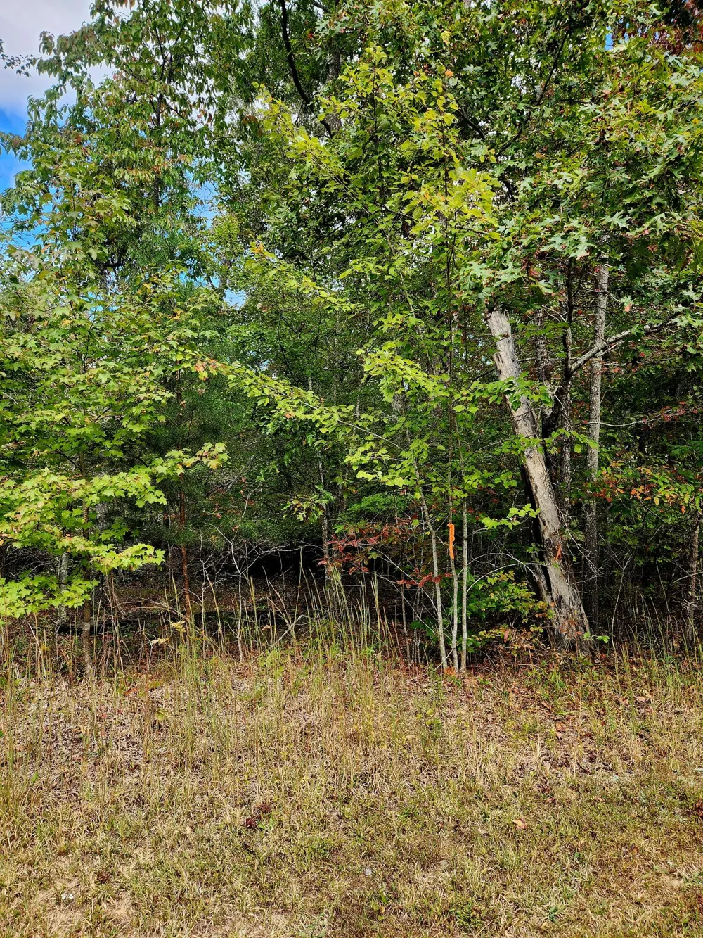 Deer Run Spencer, TN 38585