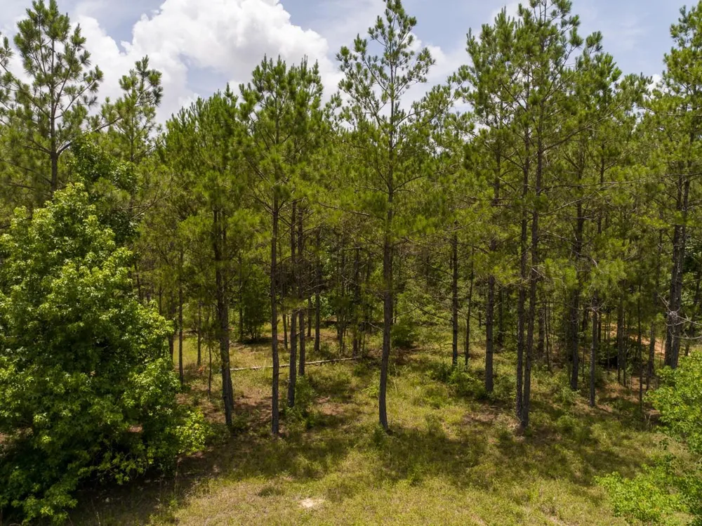 4 Benny Griffin Rd Dallardsville, TX 77351