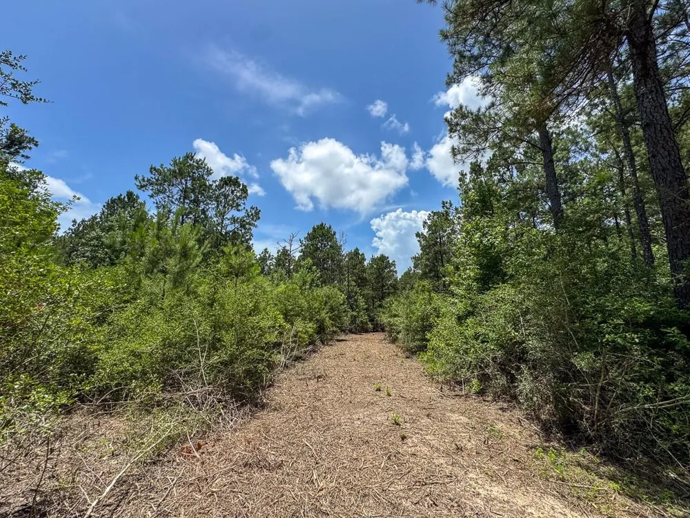 4 Benny Griffin Rd Dallardsville, TX 77351