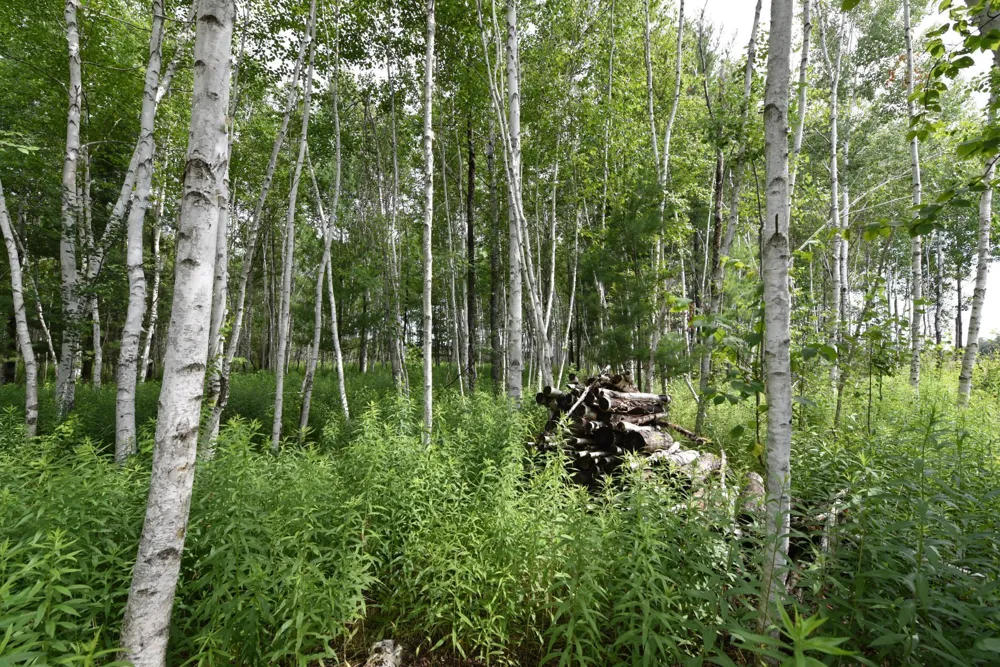 18625 Skunk Lake Road Sandstone, MN 55072