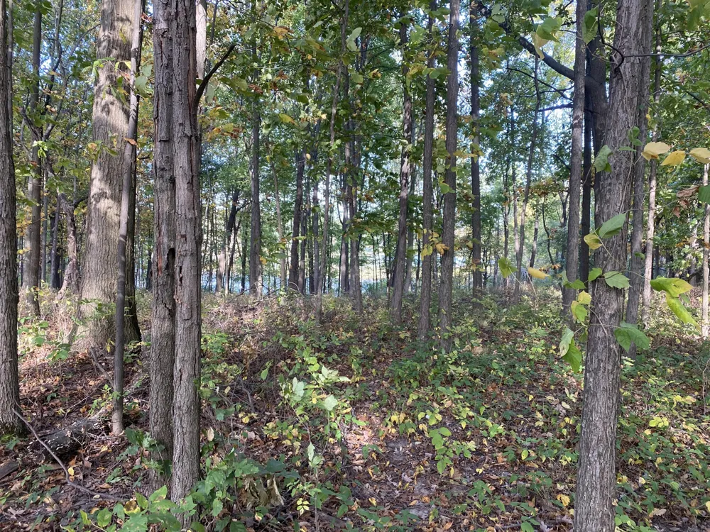 9540 Vincent Avenue SE Alto, MI 49302