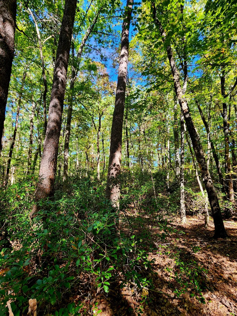 Ridge Wood Lane Spencer, TN 38585