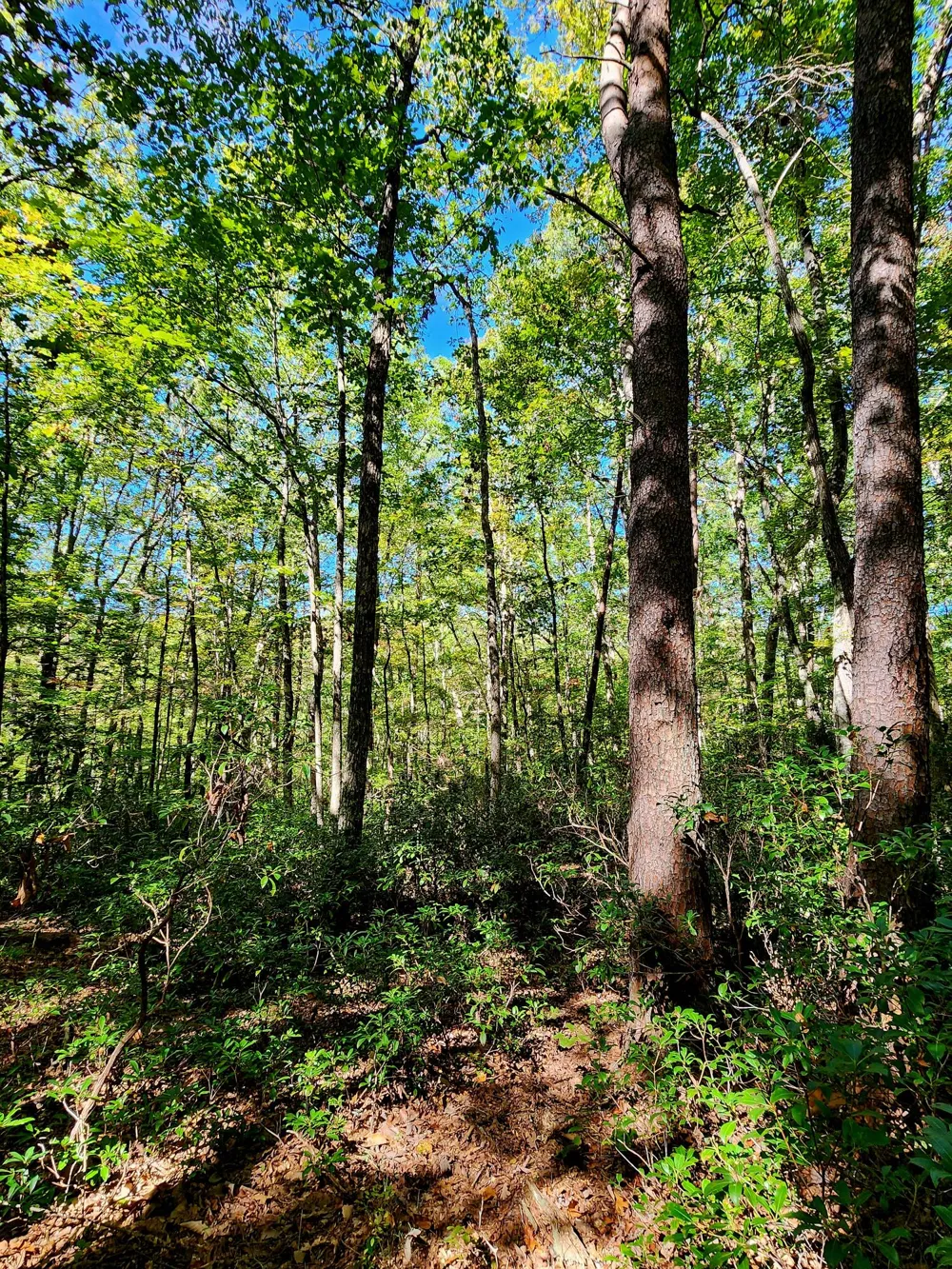 Ridge Wood Lane Spencer, TN 38585