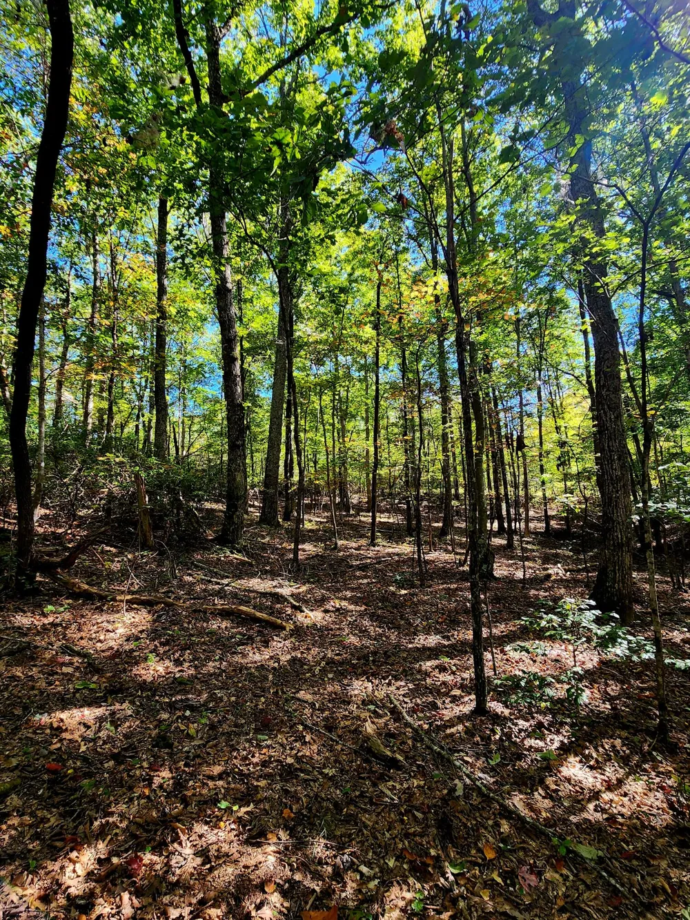 Ridge Wood Lane Spencer, TN 38585