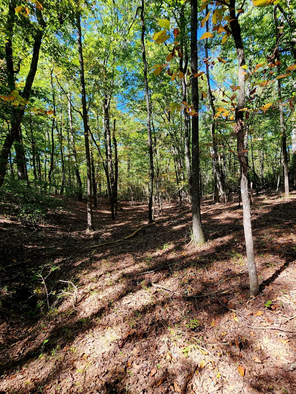 Ridge Wood Lane Spencer, TN 38585