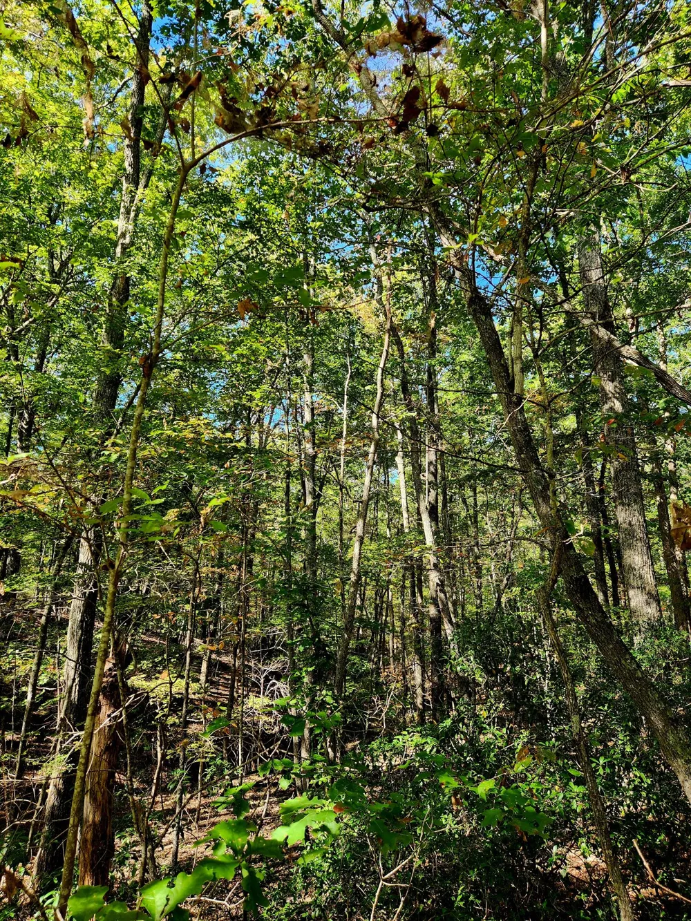 Ridge Wood Lane Spencer, TN 38585