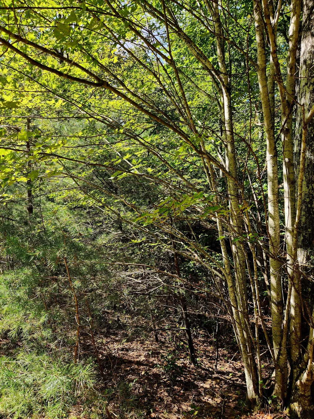 Ridge Wood Lane Spencer, TN 38585