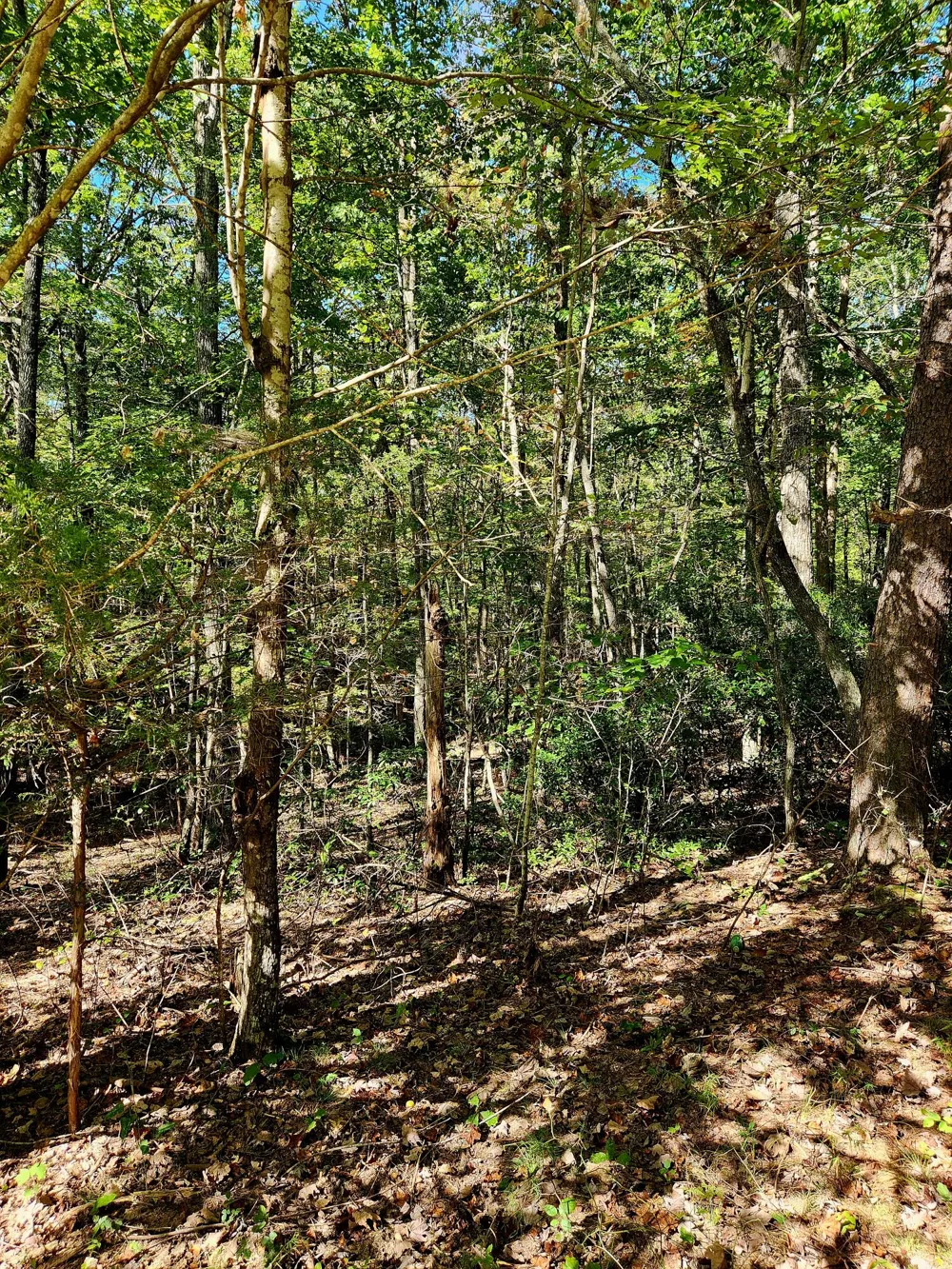 Ridge Wood Lane Spencer, TN 38585