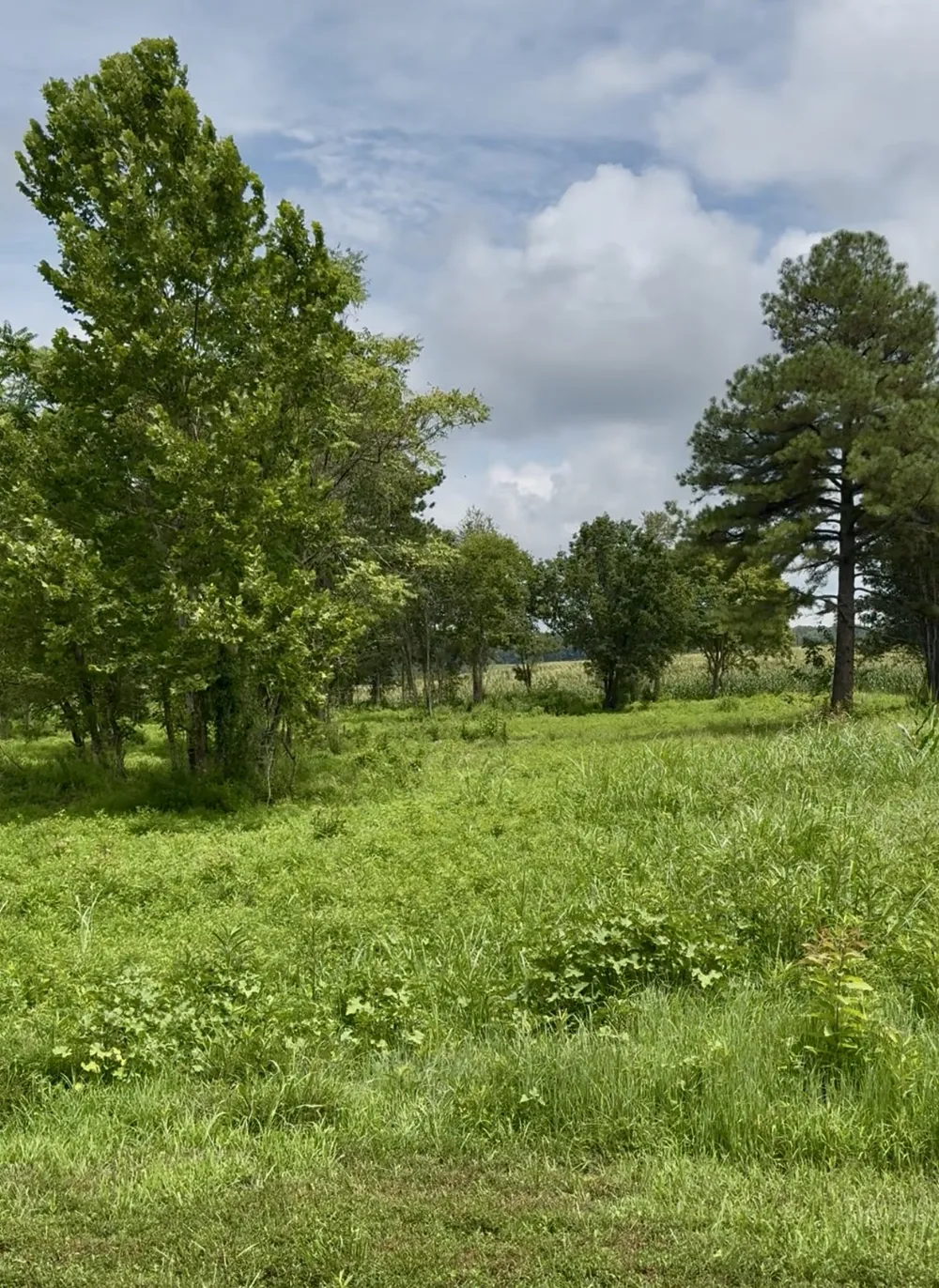 255 Shoals Rd Rock Island, TN 38581