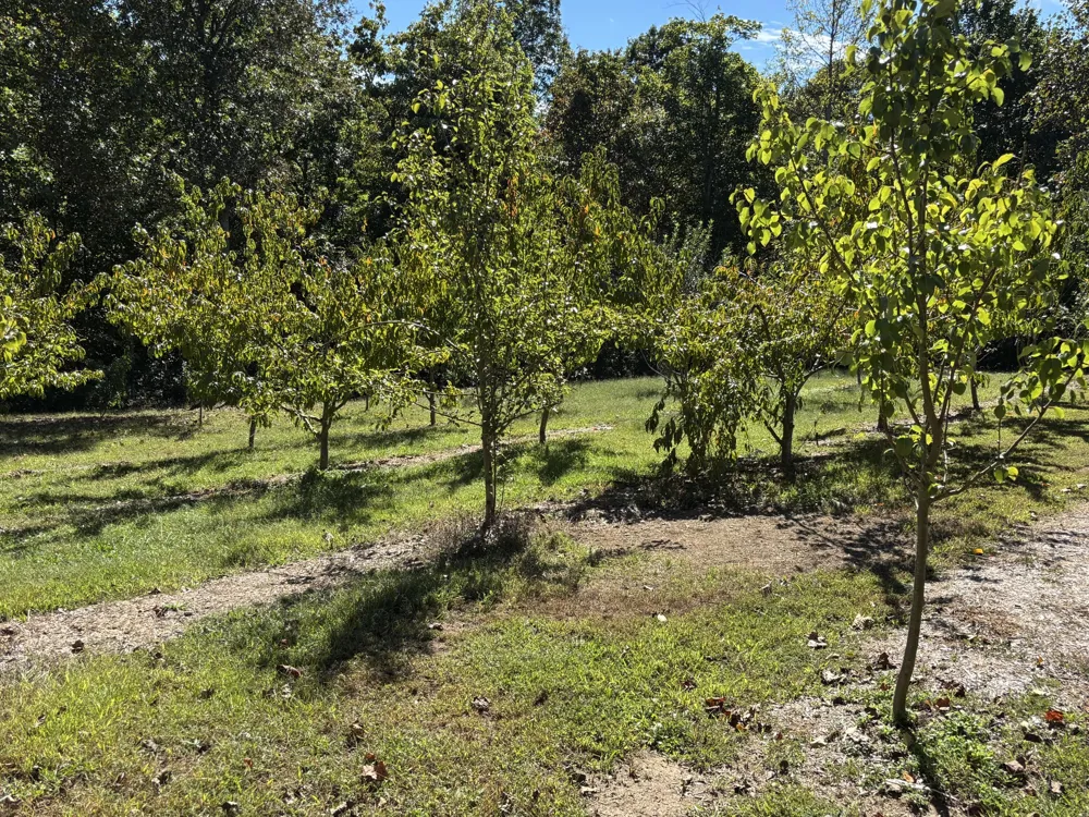 3128 Browns Trace Road South Pittsburg, TN 37380
