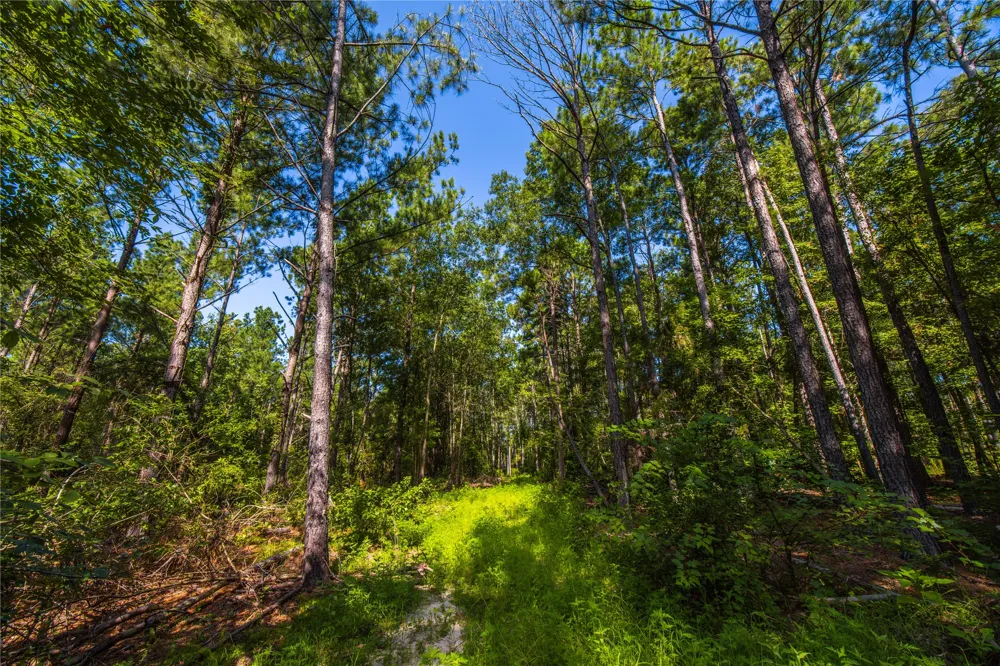 County Road 1713 Jacksonville, TX 75766
