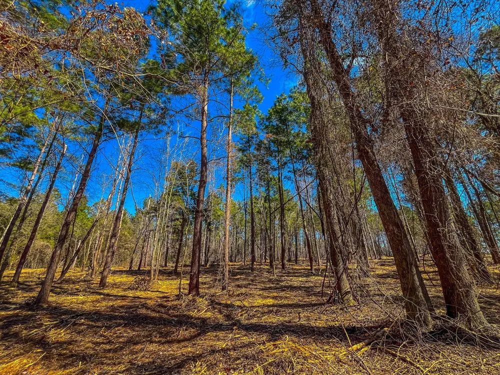 County Road 1713 Jacksonville, TX 75766