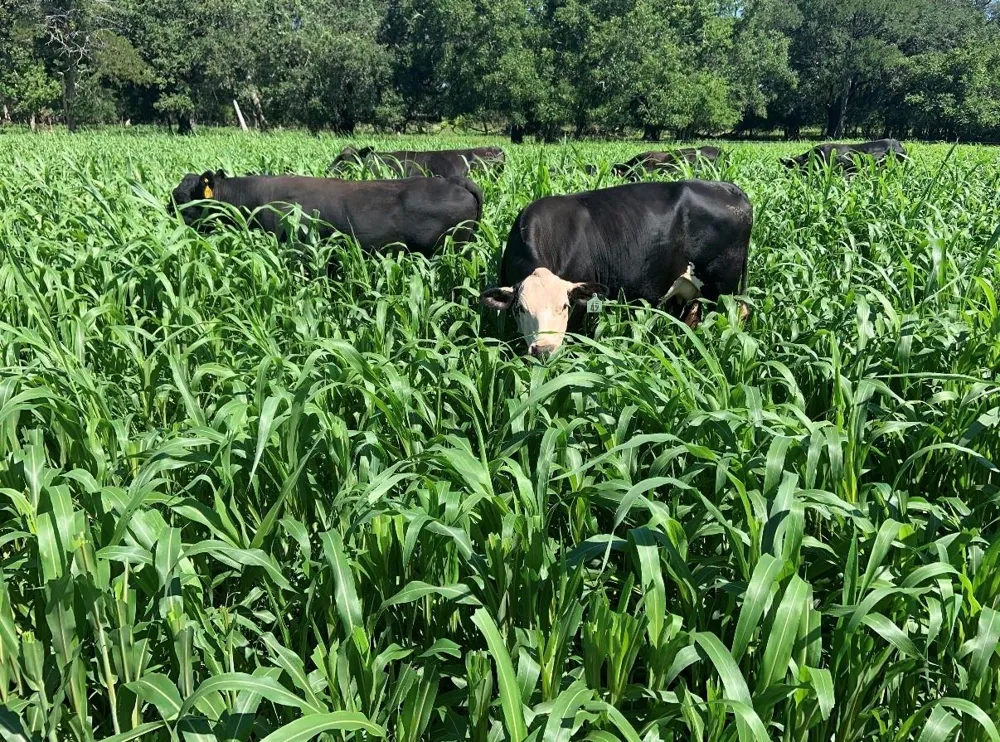 Fm521 Cedar Lane, TX 77415