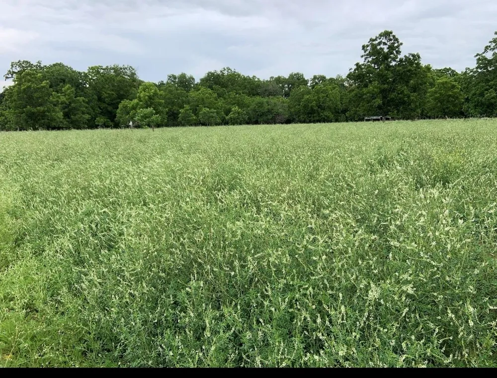 Fm521 Cedar Lane, TX 77415