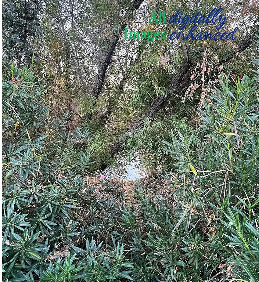 12230 Cerrito Drive Clearlake Oaks, CA 95423