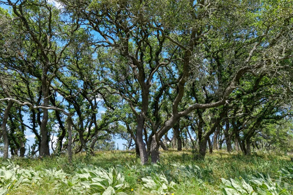 5032 Kendalia Road Blanco, TX 78606