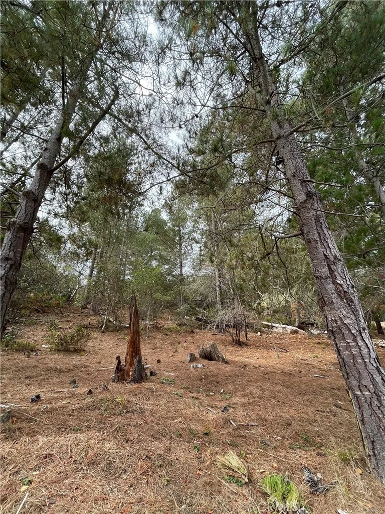 1955 Avon Avenue Cambria, CA 93428