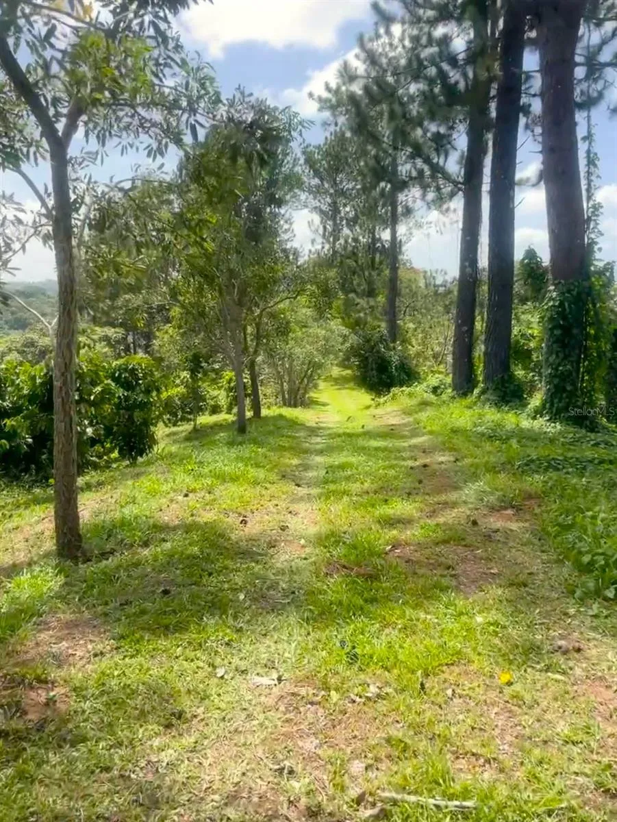 Solar 19 BARRIO CORDILLERA Ciales, PR 00638