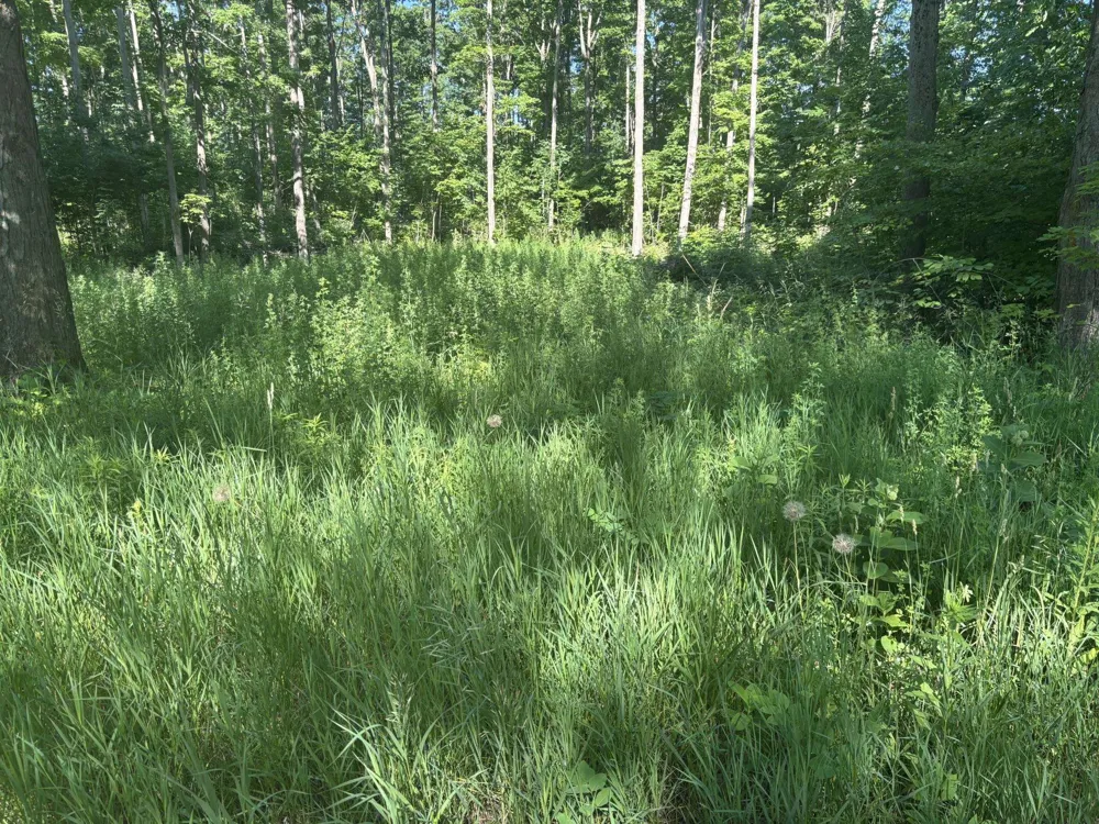 Forward Pioneer Township, MI 49651