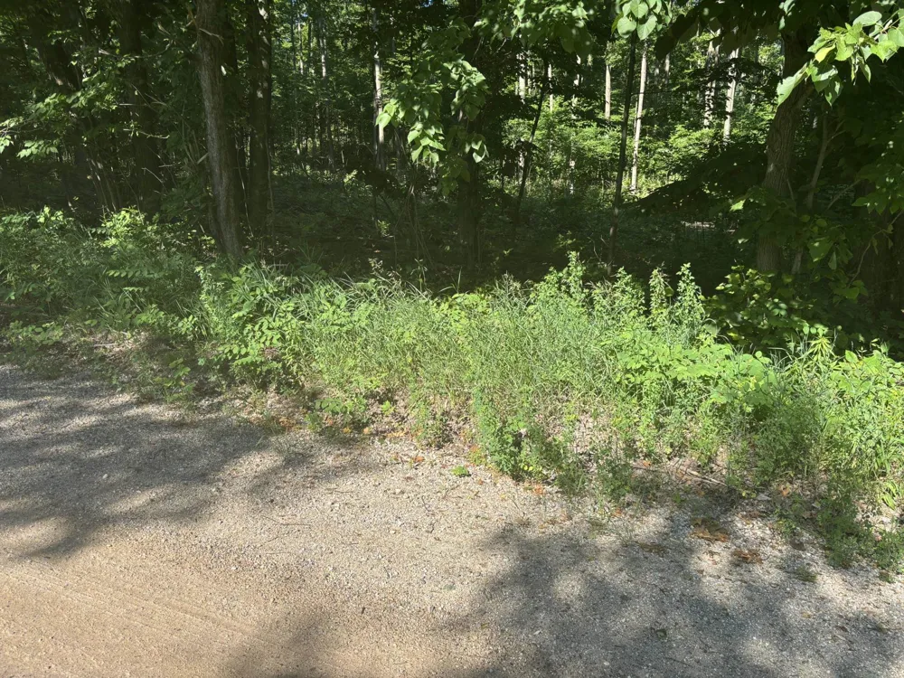 Forward Pioneer Township, MI 49651
