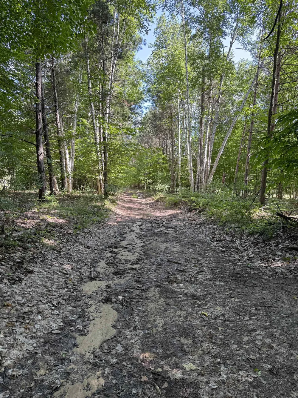 Hjelte Road Torch Lake Township, MI 49648