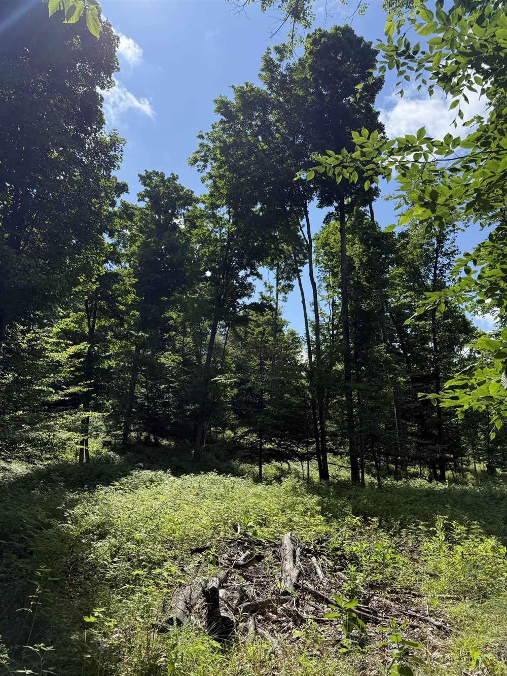 Hjelte Road Torch Lake Township, MI 49648