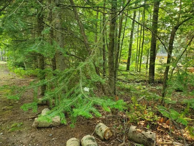Rivers Terrace Road Hay Township, MI 48624