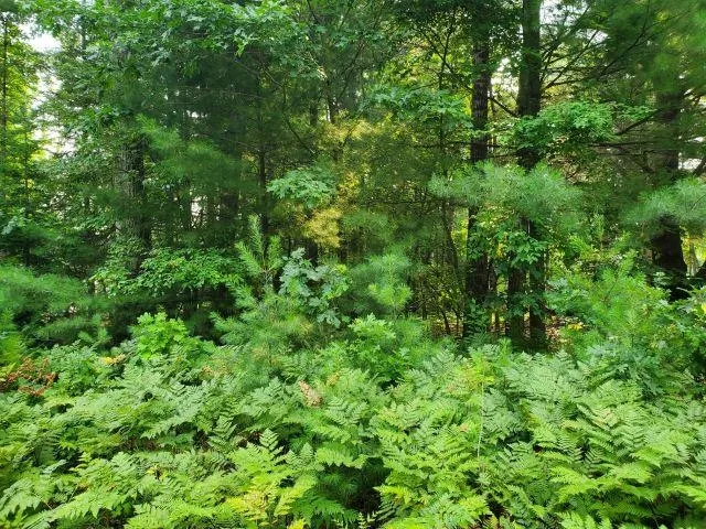 Rivers Terrace Road Hay Township, MI 48624