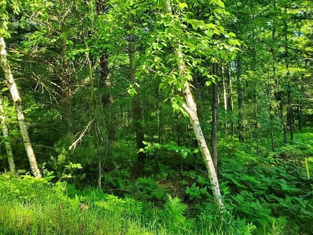 Hillside Drive Moffatt Township, MI 48610