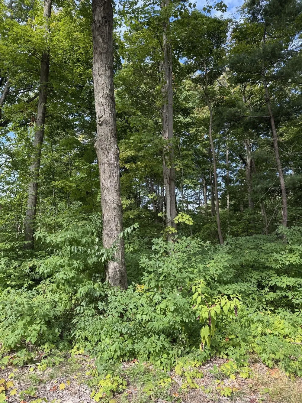 14672 Crest View Court South Haven Charter Township, MI 49090