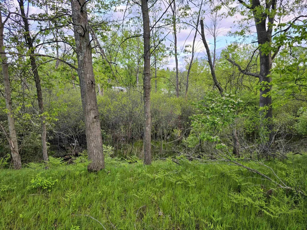 12th Street Evart Township, MI 49631