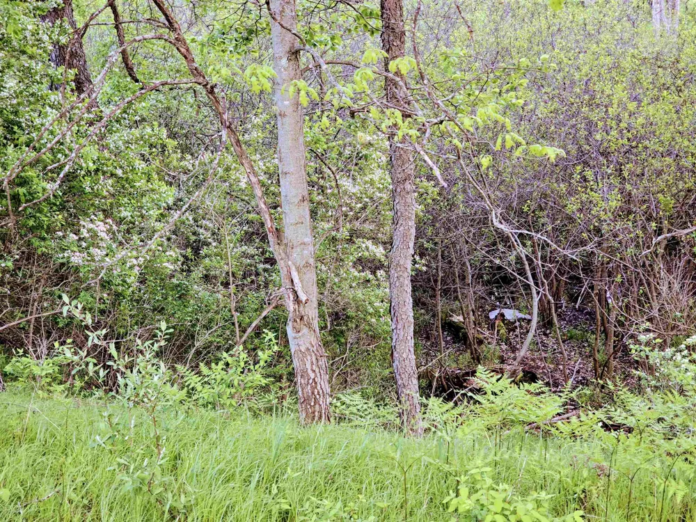 12th Street Evart Township, MI 49631