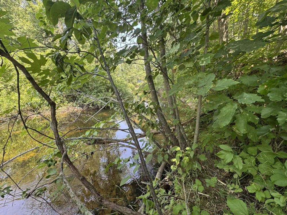 Elm Street Butterfield Township, MI 49667