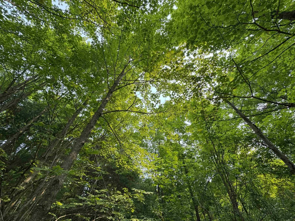 E Bellinger Road Kasson Township, MI 49621