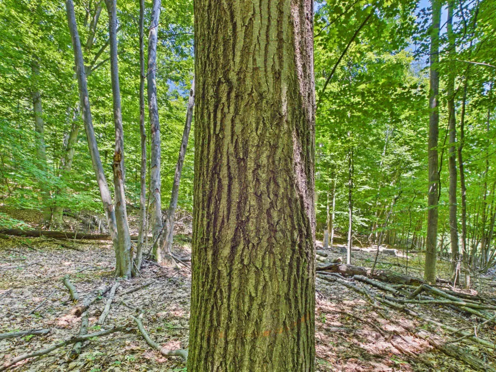 S Schomberg Road Leland Township, MI 49653