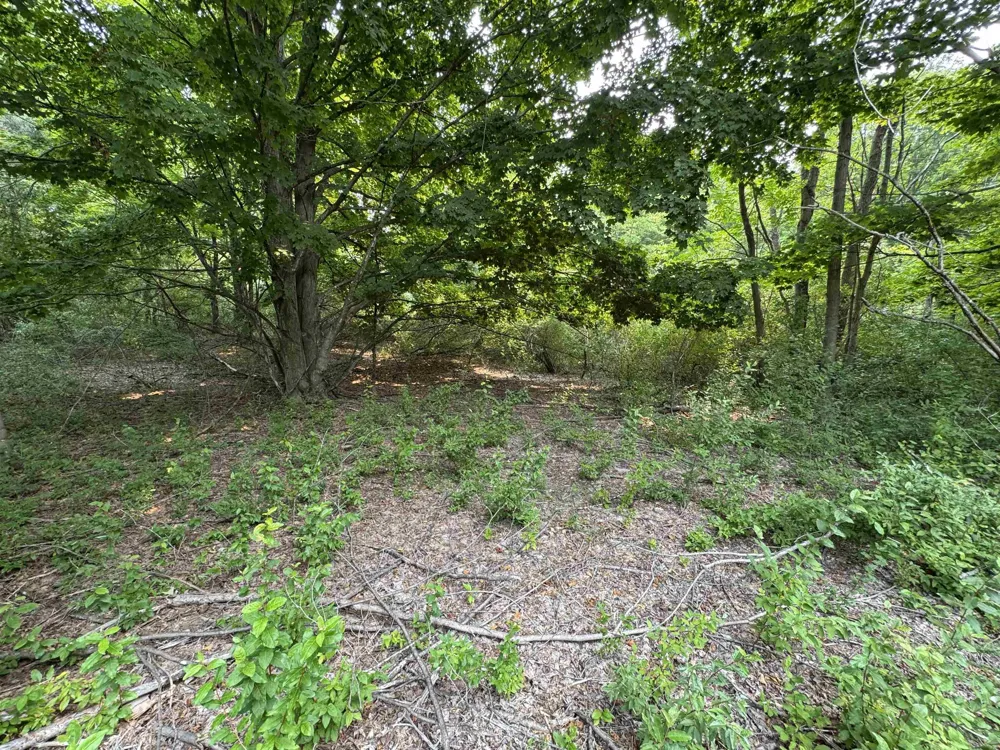 E Bellinger Road Kasson Township, MI 49621