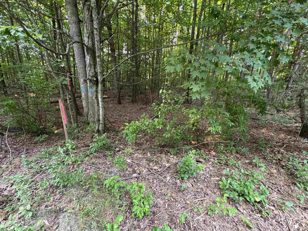 E Bellinger Road Kasson Township, MI 49621