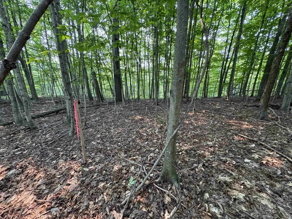 E Bellinger Road Kasson Township, MI 49621