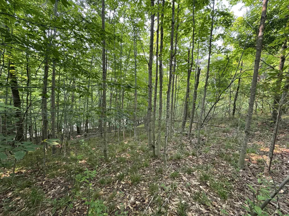 E Bellinger Road Kasson Township, MI 49621