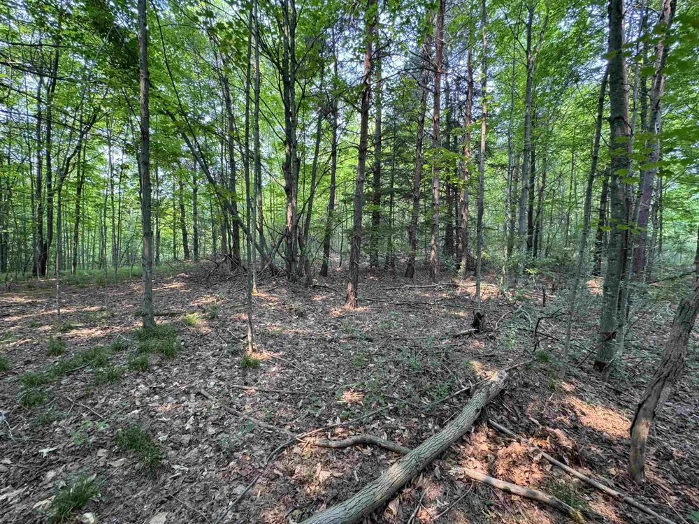 E Bellinger Road Kasson Township, MI 49621