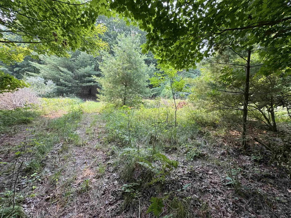 E Bellinger Road Kasson Township, MI 49621