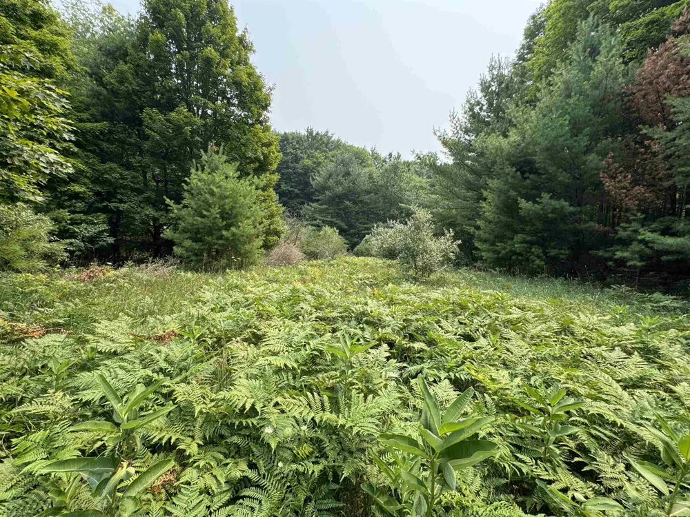 E Bellinger Road Kasson Township, MI 49621