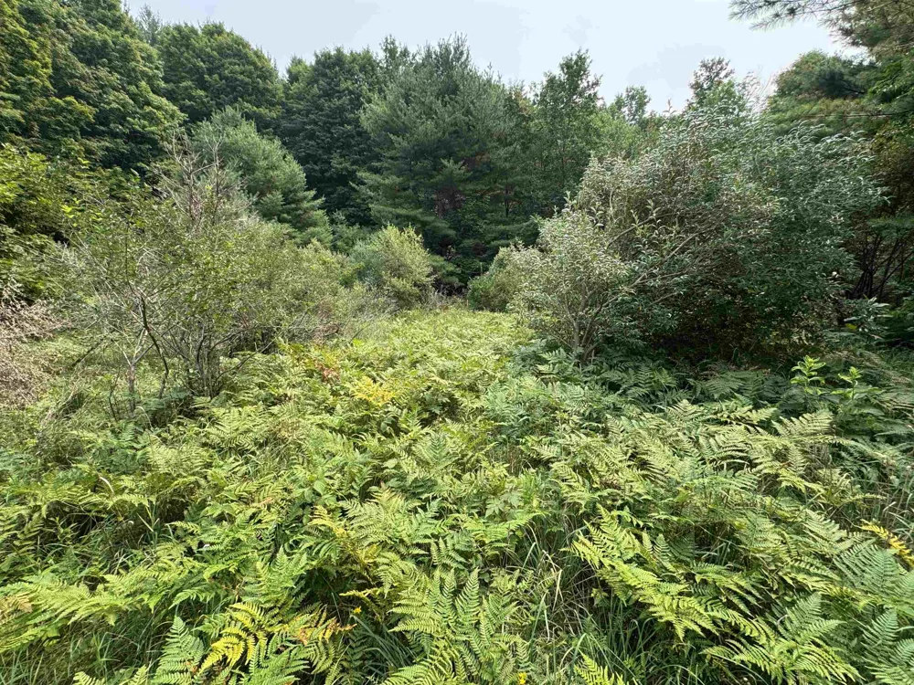 E Bellinger Road Kasson Township, MI 49621