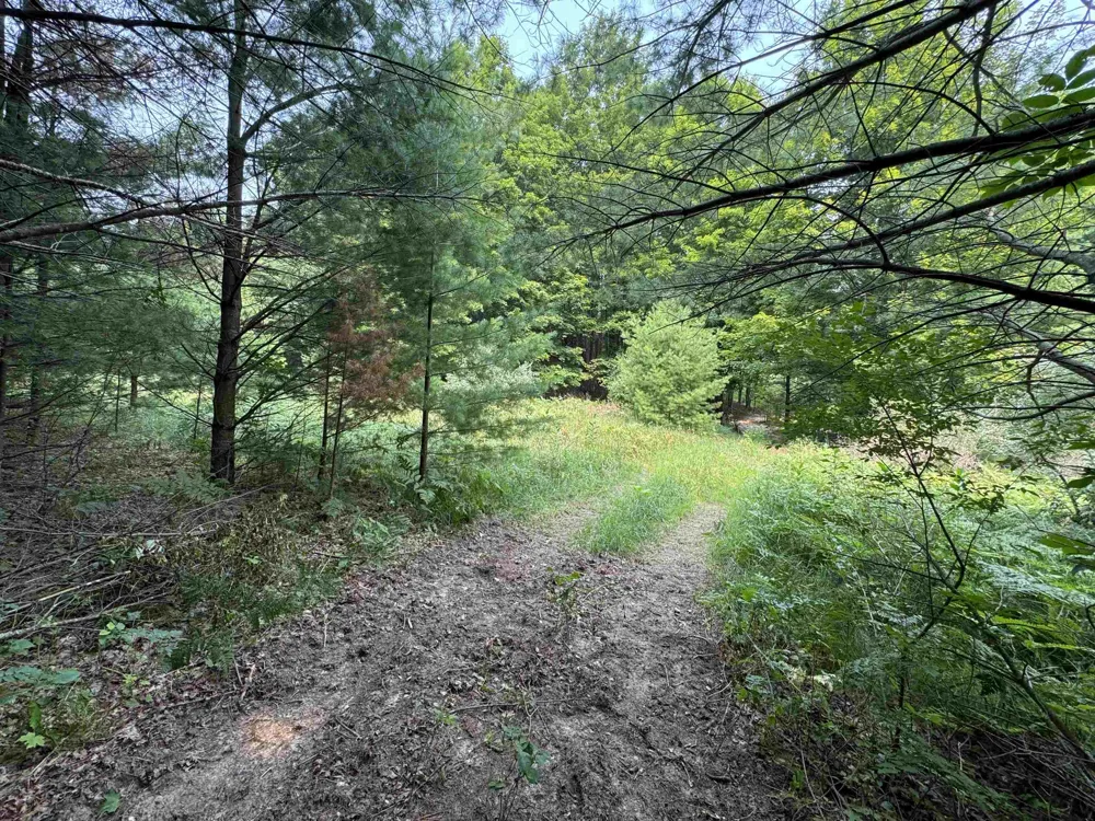E Bellinger Road Kasson Township, MI 49621