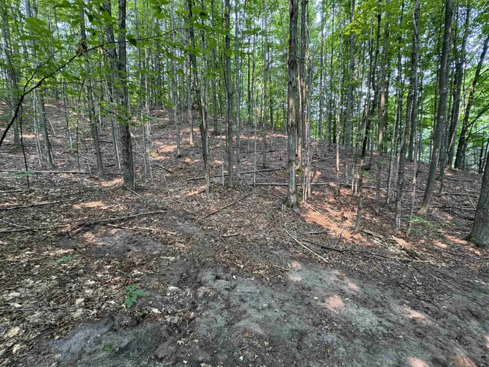 E Bellinger Road Kasson Township, MI 49621