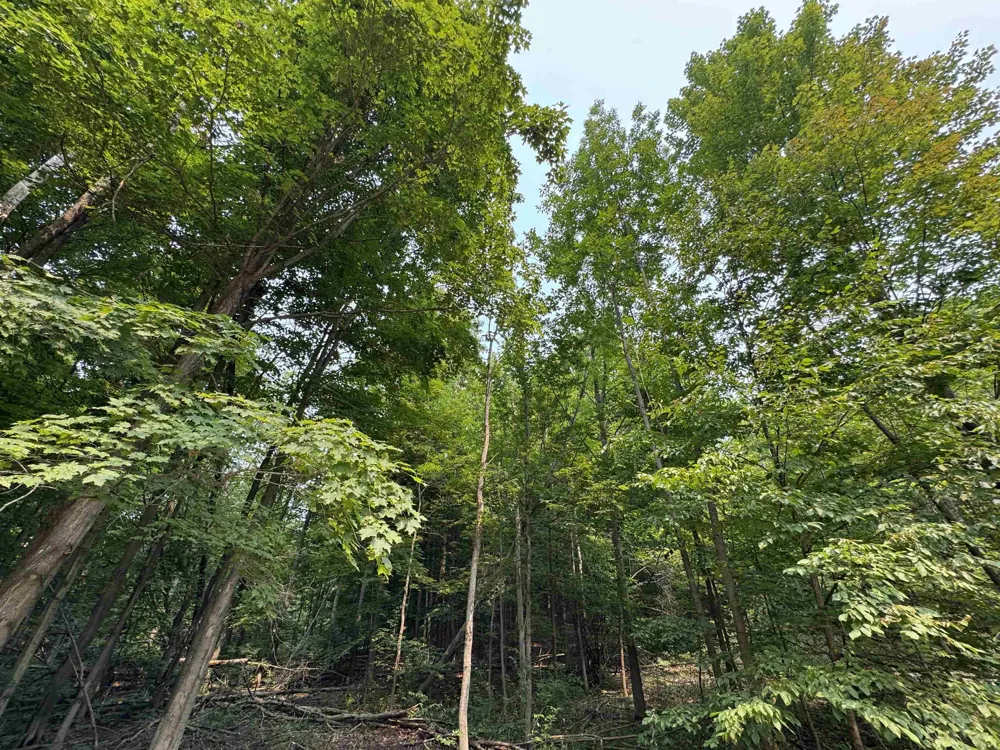 E Bellinger Road Kasson Township, MI 49621