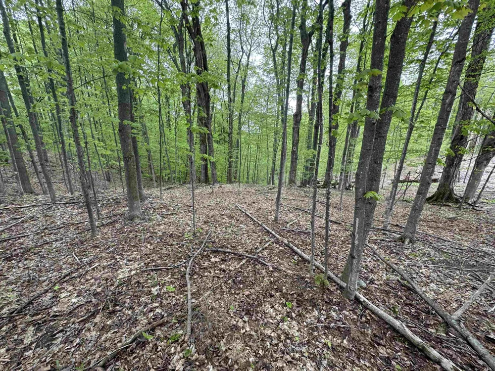 E Bellinger Road Kasson Township, MI 49621