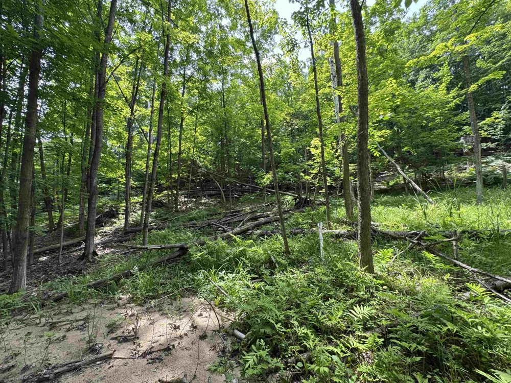 E Bellinger Road Kasson Township, MI 49621