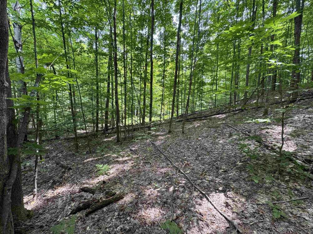 E Bellinger Road Kasson Township, MI 49621